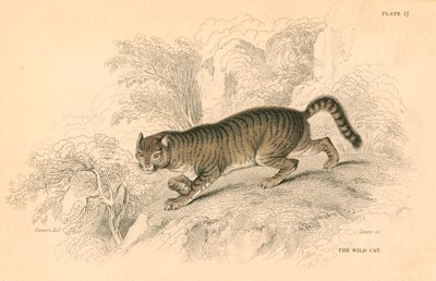 Żbik europejski Felis silvestris, 1828 autorstwa Unbekannt