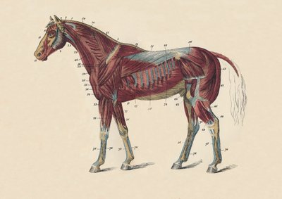 Mięśnie i ścięgna zewnętrzne ciała konia, c1879. autorstwa Unbekannt