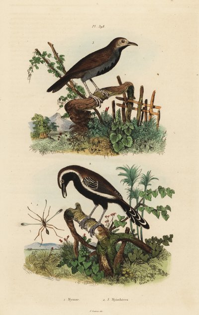Wróżka , Mymar pulchellum 1 , południowa antwren z białymi frędzlami , Formicivora grisea 2 i mrówka czarnogardła , Myrmophylax atrothorax melanura 3 autorstwa Unbekannt