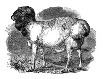 Gruba owca tatarska, 1848 autorstwa Unbekannt