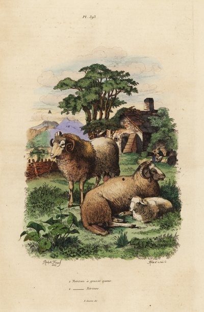 Owce gruboogonowe, Ovis aries 1 i owce Merino, Ovis aries 2 autorstwa Unbekannt
