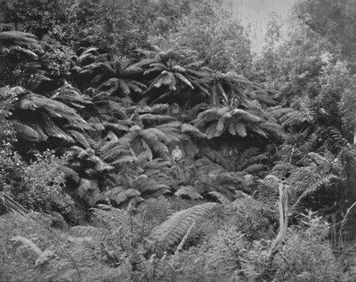 Dolina Paproci, Pod Mount Wellington, XIX w. autorstwa Unbekannt