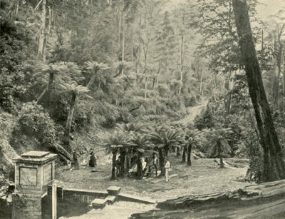 Altana i tor paprociowy, Mount Wellington, 1901. autorstwa Unbekannt