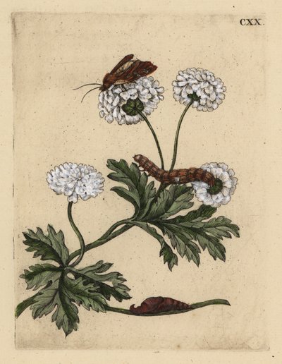 Feverfew, Tanacetum parthenium, z ćmą, gąsienicą i poczwarką, CXX autorstwa Unbekannt