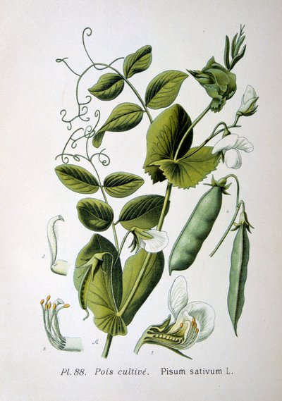 Groch polny i ogrodowy, 1893 autorstwa Unbekannt