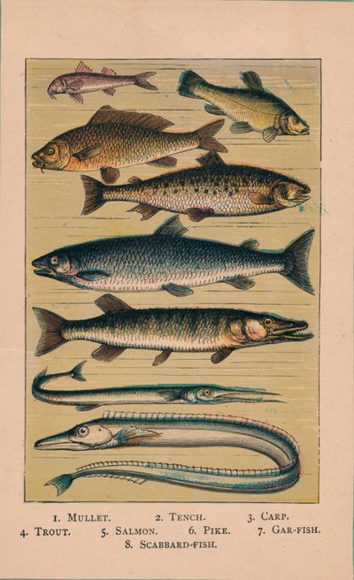 Ryba, 1907, 1907 autorstwa Unbekannt