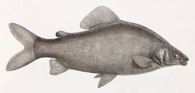 Ryby: Le Characin Nefasch autorstwa Unbekannt