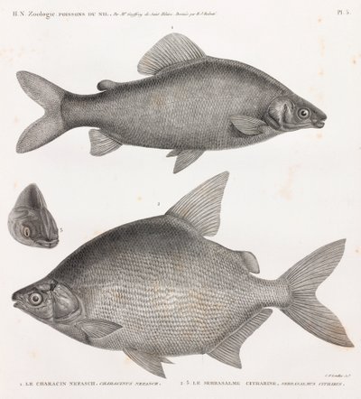 Ryby: Characin Nefasch i Serrasalme Citharine autorstwa Unbekannt
