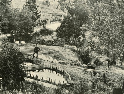 Stawy rybne, Ercildoune, niedaleko Ballarat, 1901. autorstwa Unbekannt