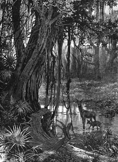 Everglades na Florydzie, USA, ok. 1885 r. autorstwa Unbekannt