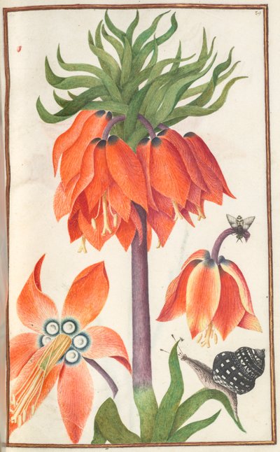 Florilegium: strona 19 recto orange fritillaria imperialis korona cesarska , 1608. autorstwa Unbekannt