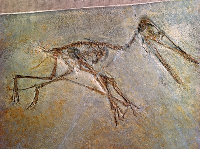 Skamieniały szkielet pterodaktyla z kolekcji British Museum autorstwa Unbekannt