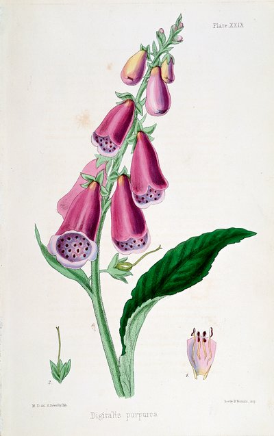 Foxglove Digitalis purpurea, XIX wiek. autorstwa Unbekannt