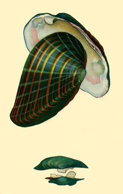 Małż słodkowodny, 1801, 1946. autorstwa Unbekannt