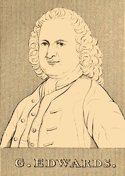 G. Edwardsa, 1694-1773, 1830. autorstwa Unbekannt