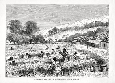 Zbieranie koki Erythroxylum coca w Boliwii, 1877 r. autorstwa Unbekannt