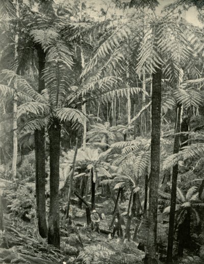 Olbrzymie Paprocie w Gembrook, 1901. autorstwa Unbekannt