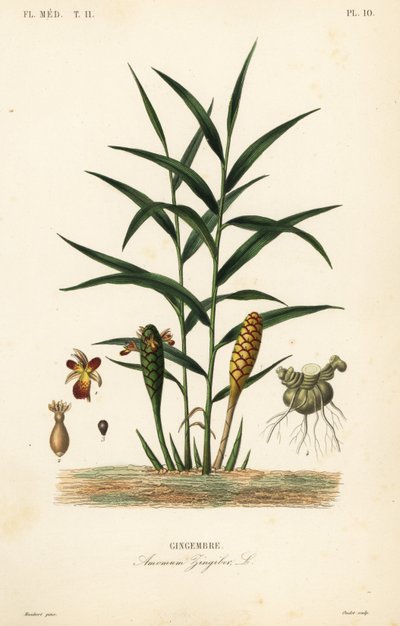 Korzeń imbiru lub imbiru, Zingiber officinale, Amomum zingiber, Gingembre autorstwa Unbekannt