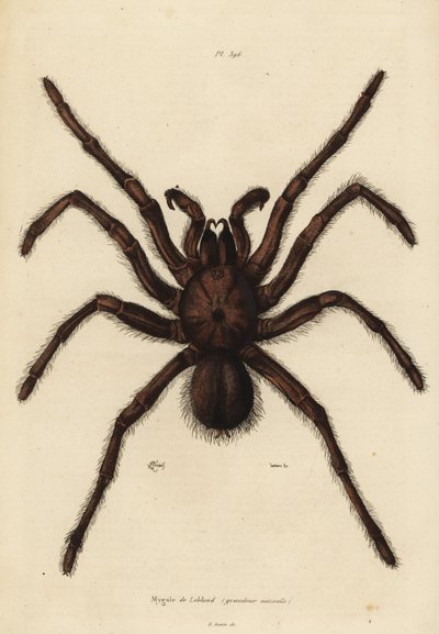 Pająk ptasznik goliat , Theraphosa blondi autorstwa Unbekannt