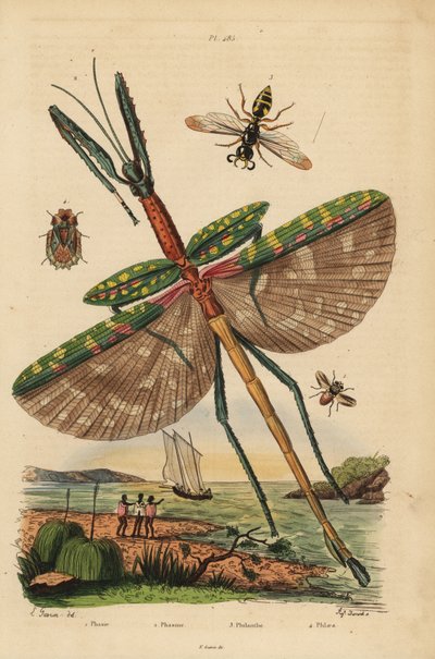 patyczak goliat, Eurycnema goliath, mucha, gatunki Phasia, osa zabójca pszczół, Philanthus triangulum, pluskwa korowa, Phloea corticata autorstwa Unbekannt
