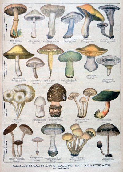 Dobre i złe grzyby, 1896 autorstwa Unbekannt