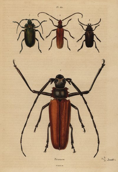 Chrząszcz długorogi, Enoplocerus armillatus 1, Aegosoma scabricorne 2, Pyrodes nitidus 3 i Prionus desmaretii 4 autorstwa Unbekannt