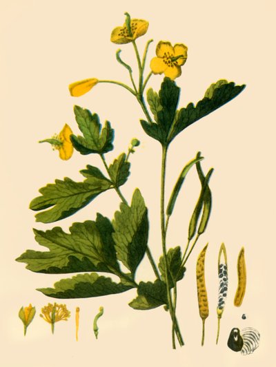 „Glistnik Wielki”, 1839, 1944. autorstwa Unbekannt