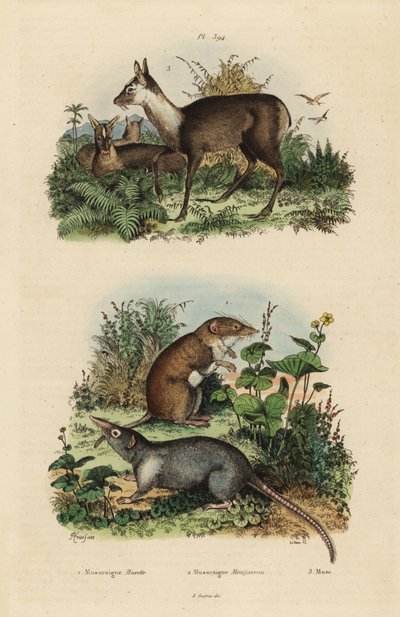 ryjówka białoozębna, Crocidura russula 1, ryjówka szara, Suncus murinus 2 i jeleń piżmowy, Moschus fuscus, zagrożony 3 autorstwa Unbekannt