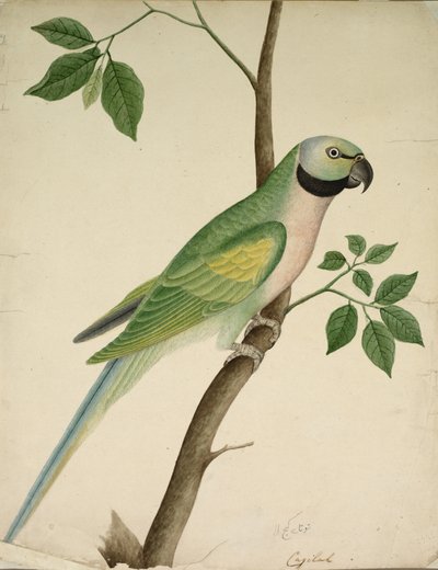 Zielona papuga, ok. 1820. autorstwa Unbekannt