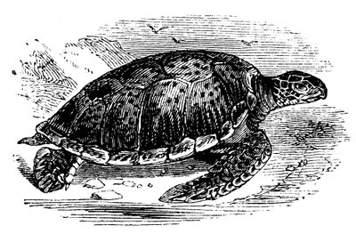 Żółw zielony Chelone mydas, c1890 autorstwa Unbekannt
