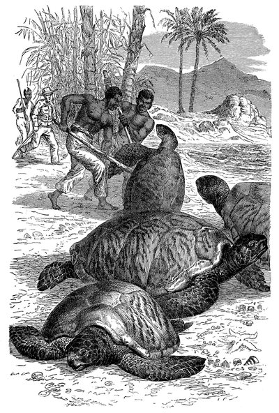 Zielony żółw złapany przez myśliwych, 1884 autorstwa Unbekannt