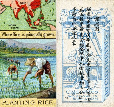 Growing and Planting Rice, z serii kart papierosowych „Products of the World” produkowanych przez Wills „Pirate” Cigarettes na rynek w Chinach autorstwa Unbekannt