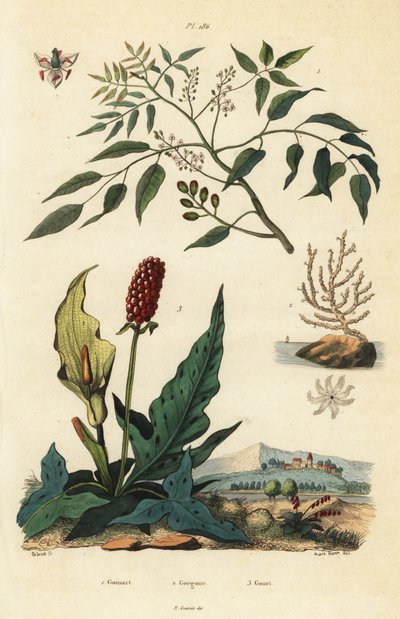 Gumbo-limbo, Bursera simaruba 1, koralowiec szerokomorski lub gorgonia brodawkowata, Eunicella verrucosa 2 i kukułka, Arum maculatum 3, Gomart, Gorgone, Gouet autorstwa Unbekannt