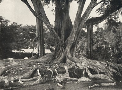 Drzewa kauczukowe jak płyta 14, częściowy widok korzeni przyporowych, 1926 autorstwa Unbekannt