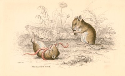 Żniwa mysz Micromys minutus Starego Świata, 1828 autorstwa Unbekannt