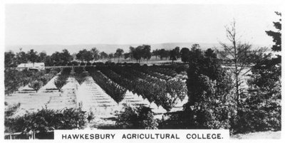 Hawkesbury Agricultural College, Nowa Południowa Walia, Australia, 1928 autorstwa Unbekannt