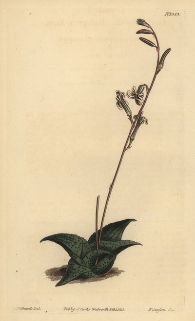 Havarthia venosa (aloes wygięty, aloes wygięty) autorstwa Unbekannt