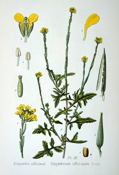 Musztarda z żywopłotu, 1893 autorstwa Unbekannt