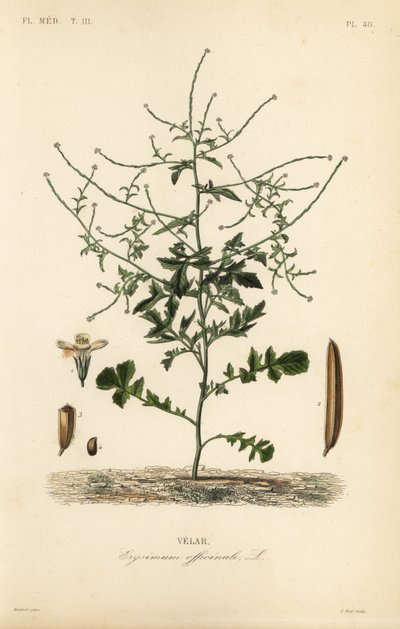 Gorczyca żywopłotowa, Sisymbrium officinale, Erysimum officinale, Velar autorstwa Unbekannt