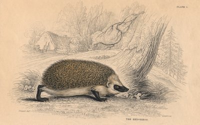 Jeż europejski Erinaceus, 1828 autorstwa Unbekannt