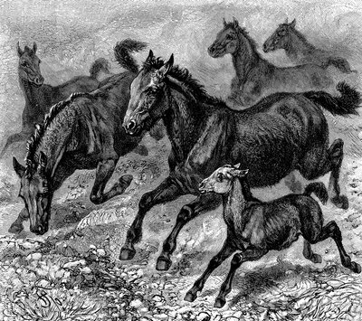 Stado Tarpanów, 1893 autorstwa Unbekannt