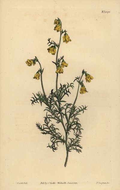 Hermannia confusa (hermannia drobnolistna, Hermannia tenuifolia) autorstwa Unbekannt
