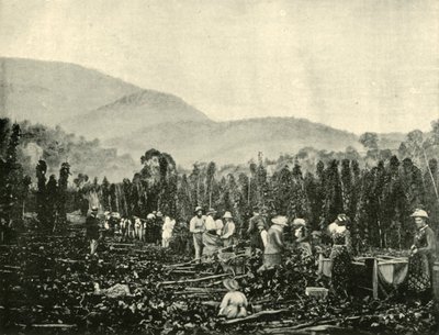Zbieranie chmielu na Tasmanii, 1901. autorstwa Unbekannt