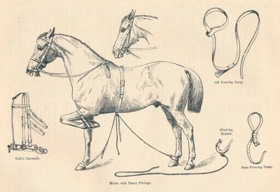 Koń z okuciem Rarey, c1905 c1910 autorstwa Unbekannt