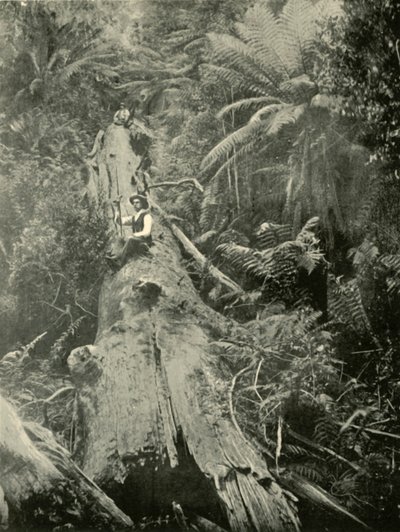 Jak potężni upadli, 1901. autorstwa Unbekannt