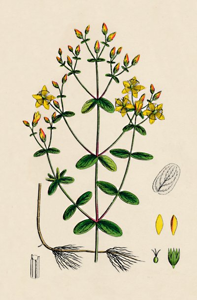 Hypericum Boeticum. Dziurawiec o liściach falistych, XIX w. autorstwa Unbekannt