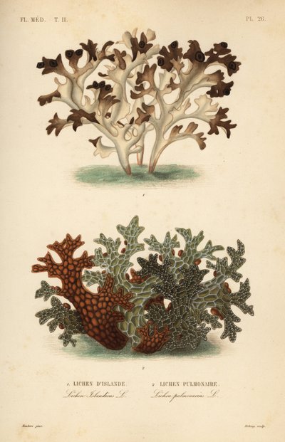 Mech islandzki, Cetraria islandica, porost islandzki i miodunka, Lobaria pulmonaria, porost płucny autorstwa Unbekannt