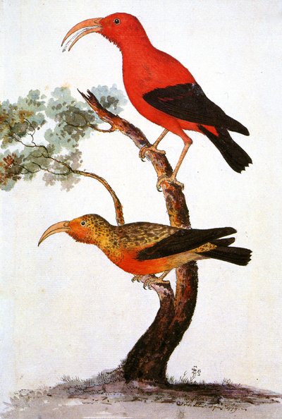 Ilustracja/Iiwi/Iwi/Scarlet honeycreeper/Scarlet Hawaiian Honeycreeper autorstwa Unbekannt