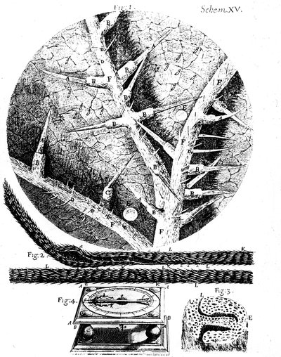Ilustracje od angielskiego mikroskopisty Roberta Hookesa Micrographia, 1665 autorstwa Unbekannt