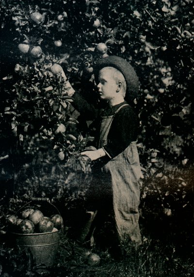 W jednym z owocnych sadów Ontario, ok. 1934 autorstwa Unbekannt